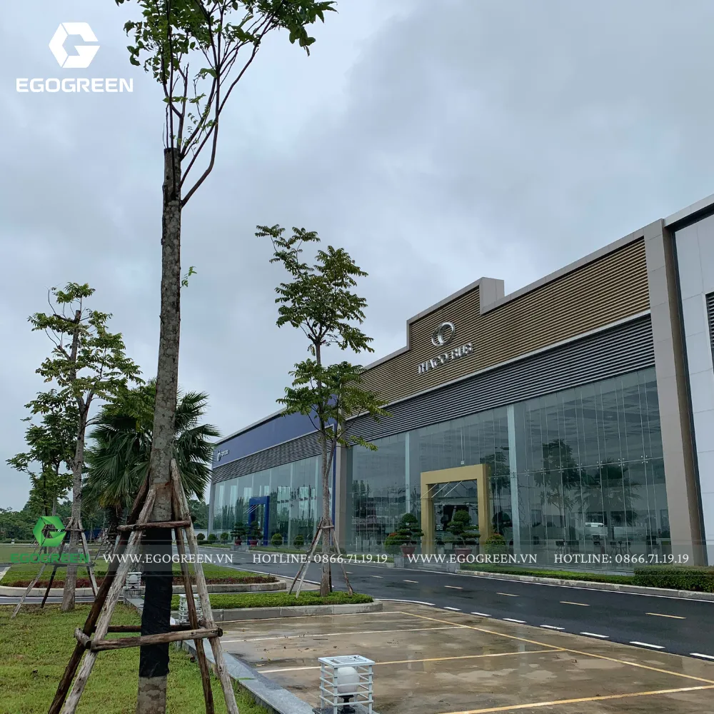 Cải tạo sân vườn, tăng cường cây cảnh cho showroom thêm sinh khí cho năm mới 2026.